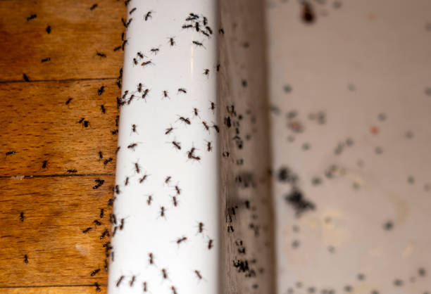 Insect Control in Timberlane, LA