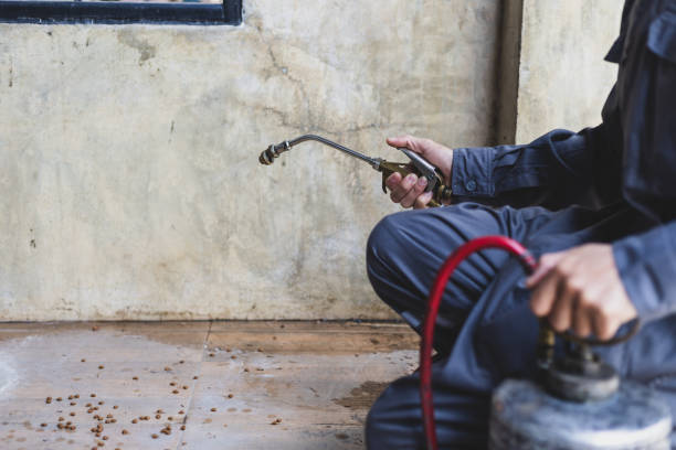 Best Local Pest Control Services  in Timberne, LA